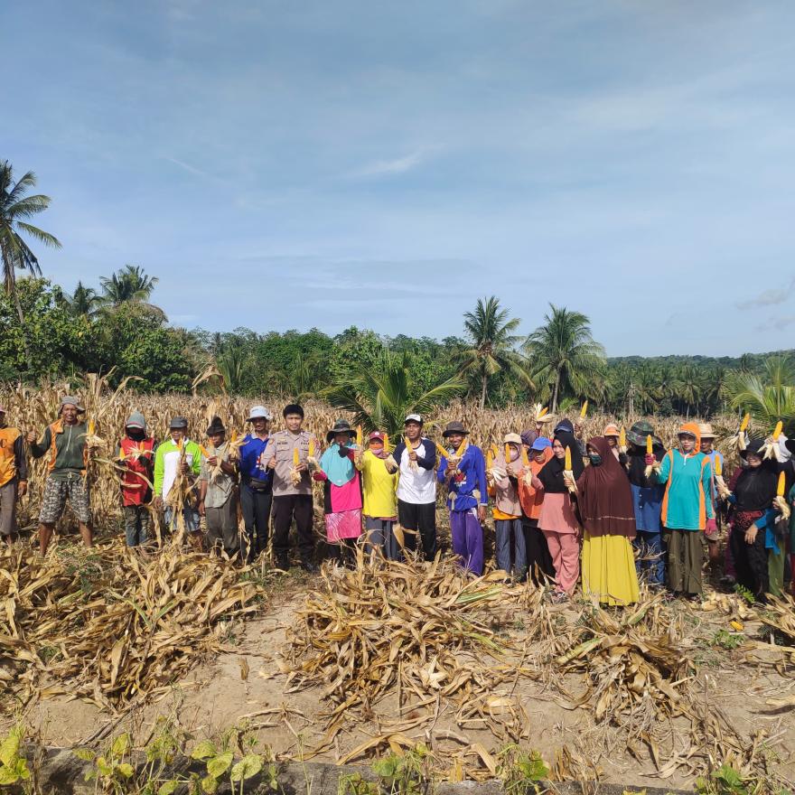 Masyarakat Desa Mario Bersama Pemerintah Desa Panen Jagung di Bukit Tanete 